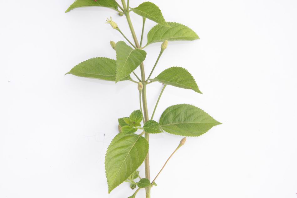 馬櫻丹 葉，開新視窗